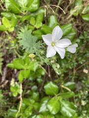 Linum monogynum