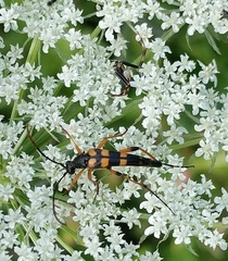 Strangalia attenuata