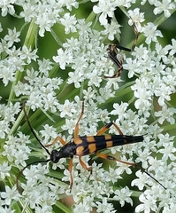 Strangalia attenuata