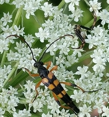Strangalia attenuata