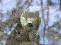 Thermonectus marmoratus