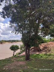 Copaifera officinalis