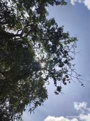 Copaifera officinalis