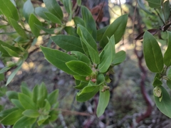 Arctostaphylos virgata