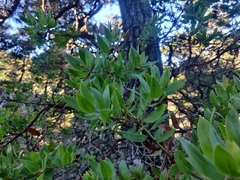 Arctostaphylos virgata