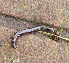 Ommatoiulus diplurus