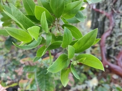 Arctostaphylos virgata