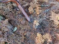 Arctostaphylos virgata