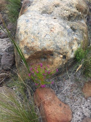 Erica multumbellifera