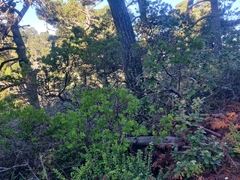 Arctostaphylos virgata