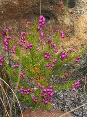 Erica multumbellifera