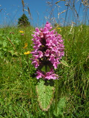Betonica hirsuta