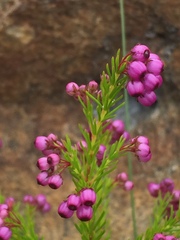 Erica multumbellifera