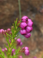 Erica multumbellifera