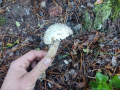 Amanita magniverrucata