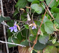 Viola reichenbachiana