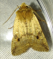 Agrochola blidaensis