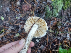 Amanita magniverrucata