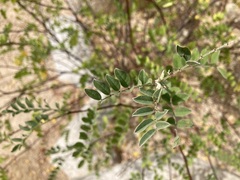 Indigofera fruticosa