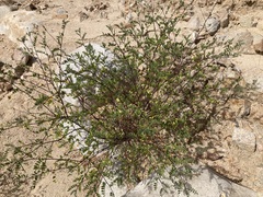 Indigofera fruticosa