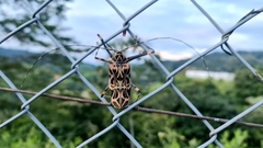 Acrocinus longimanus