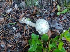 Amanita magniverrucata