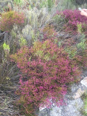 Erica multumbellifera