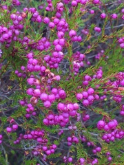 Erica multumbellifera