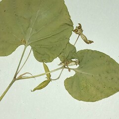 Viola canina