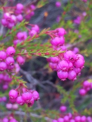 Erica multumbellifera