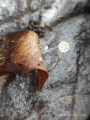 Marasmius epiphyllus
