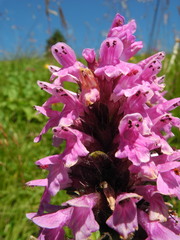 Betonica hirsuta
