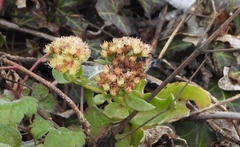 Hylotelephium maximum