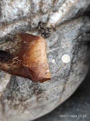 Marasmius epiphyllus