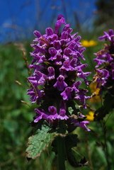 Betonica hirsuta
