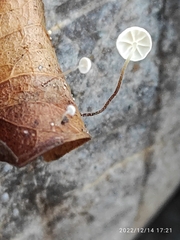 Marasmius epiphyllus