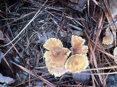 Xeromphalina cauticinalis pubescentipes