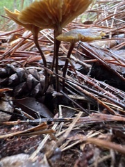 Xeromphalina cauticinalis pubescentipes