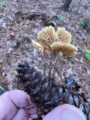 Xeromphalina cauticinalis pubescentipes
