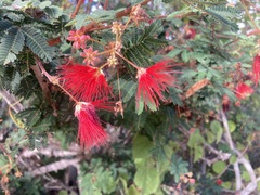 Calliandra californica