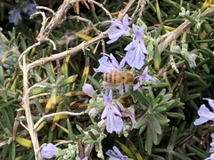 Apis mellifera