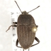 Eleodes veterator - Photo (c) Mike Quinn, Austin, TX, some rights reserved (CC BY-NC), uploaded by Mike Quinn, Austin, TX