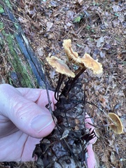 Xeromphalina cauticinalis pubescentipes