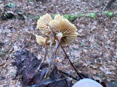 Xeromphalina cauticinalis pubescentipes