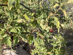 Varronia curassavica