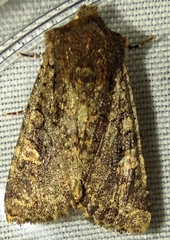 Dryobota labecula