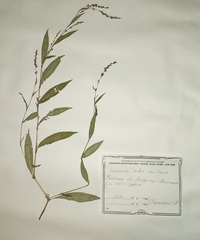 Persicaria mitis