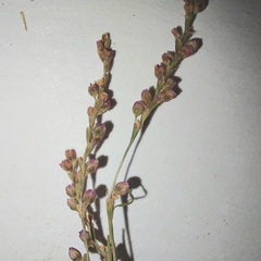Persicaria mitis