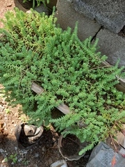 Sedum potosinum