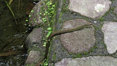 Dendrophidion paucicarinatum